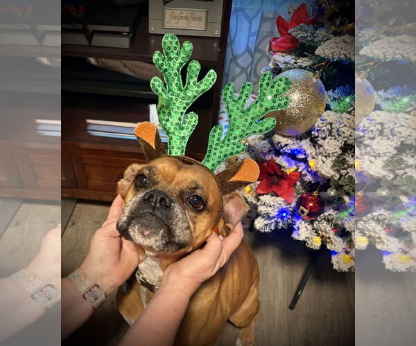 Medium Photo #3 Boxer Puppy For Sale in  Katy, TX, USA