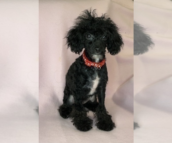 Medium Photo #11 Poodle (Miniature) Puppy For Sale in DUNDEE, OH, USA