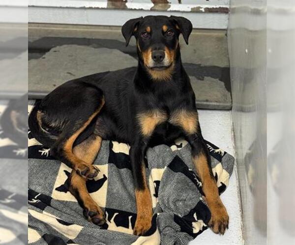 Medium Photo #2 Rottweiler-Unknown Mix Puppy For Sale in Conroe, TX, USA