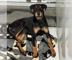 Small #1 Rottweiler Mix