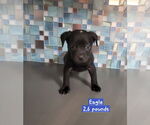 Small #1 Boston Terrier Mix