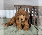 Small #4 Goldendoodle