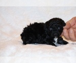 Small #5 Poodle (Toy)