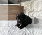 Small #13 Bernedoodle