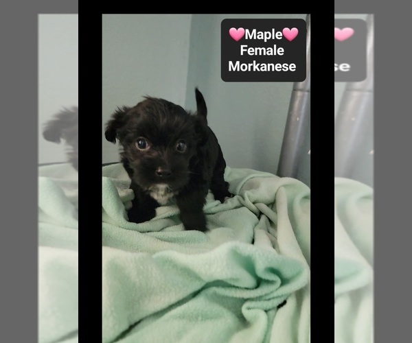 Medium Photo #3 Havanese-Morkie Mix Puppy For Sale in TUCSON, AZ, USA