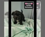 Small #2 Havanese-Morkie Mix