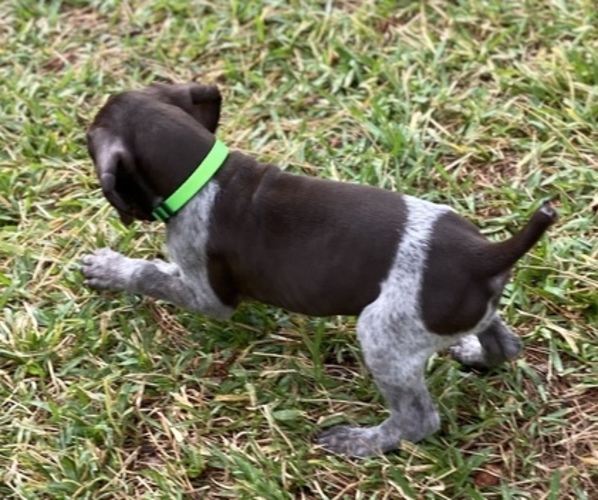 Medium Photo #3 German Shorthaired Pointer Puppy For Sale in SUMMERVILLE, SC, USA