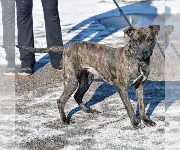 Medium Photo #4 American Staffordshire Terrier-Boxer Mix Puppy For Sale in Huntley, IL, USA
