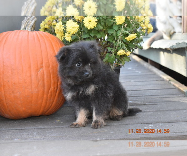 Medium Photo #5 Pom-Shi Puppy For Sale in DINWIDDIE, VA, USA