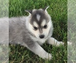 Small Photo #8 Alaskan Klee Kai Puppy For Sale in WINCHESTER, OH, USA