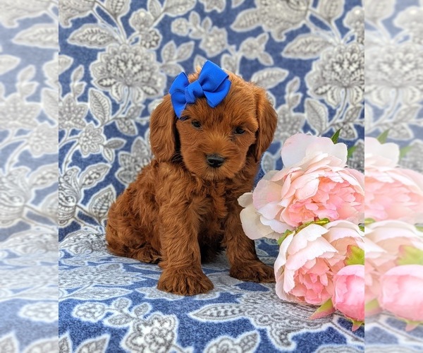 Medium Photo #3 Cocker Spaniel-Poodle (Miniature) Mix Puppy For Sale in NEW HOLLAND, PA, USA