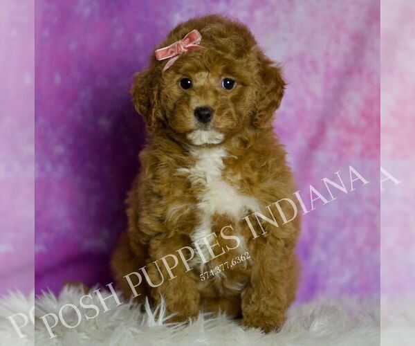 Medium Photo #35 Goldendoodle (Miniature) Puppy For Sale in WARSAW, IN, USA