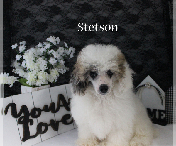 Medium Photo #18 Poodle (Miniature) Puppy For Sale in CHANUTE, KS, USA