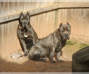 Mother of the Cane Corso puppies born on 05/15/2023