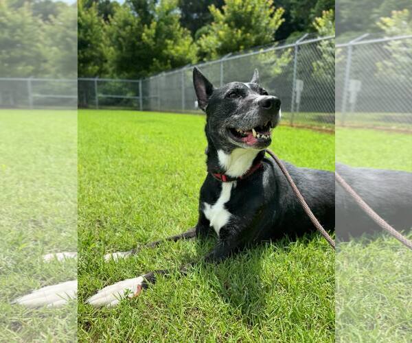 Medium Photo #4 Mutt Puppy For Sale in Shelburne, VT, USA