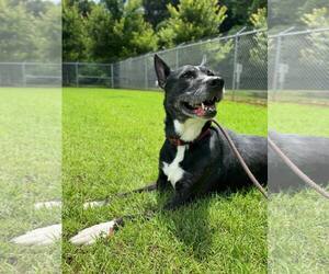 Cookie - Female Mutt Dog for Adoption - Photo #4