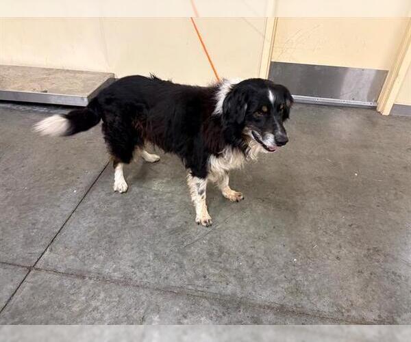 Medium Photo #1 Australian Shepherd Puppy For Sale in Orange, CA, USA