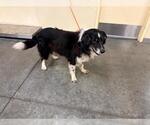 Small Australian Shepherd