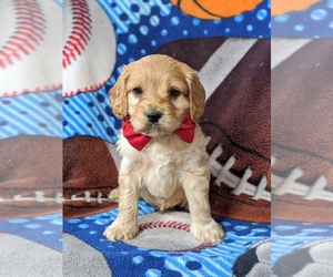 Cock-A-Poo Puppy for sale in LINCOLN UNIV, PA, USA