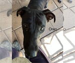Small #2 American Pit Bull Terrier Mix