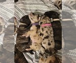 Small Photo #23 Daniff-Neapolitan Mastiff Mix Puppy For Sale in MONTEVIEW, ID, USA