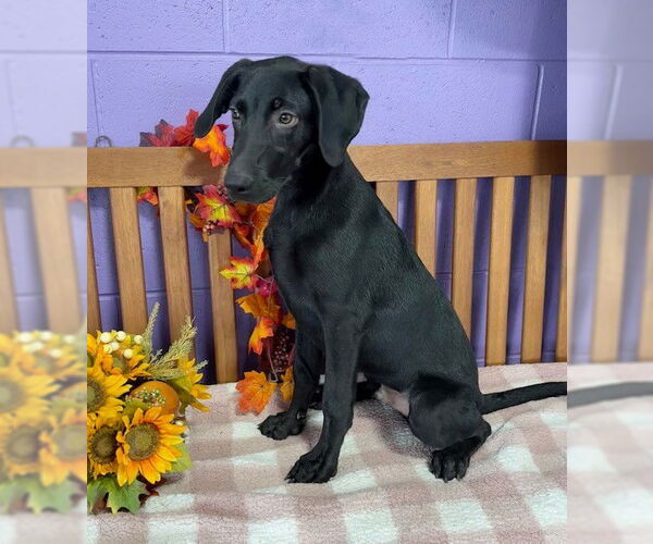 Medium Photo #2 Mutt Puppy For Sale in Genesee, WI, USA