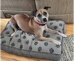 Small #6 Boxer Mix