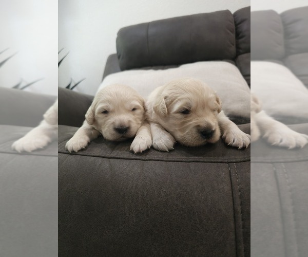 Medium Photo #4 Golden Retriever Puppy For Sale in ELVERTA, CA, USA