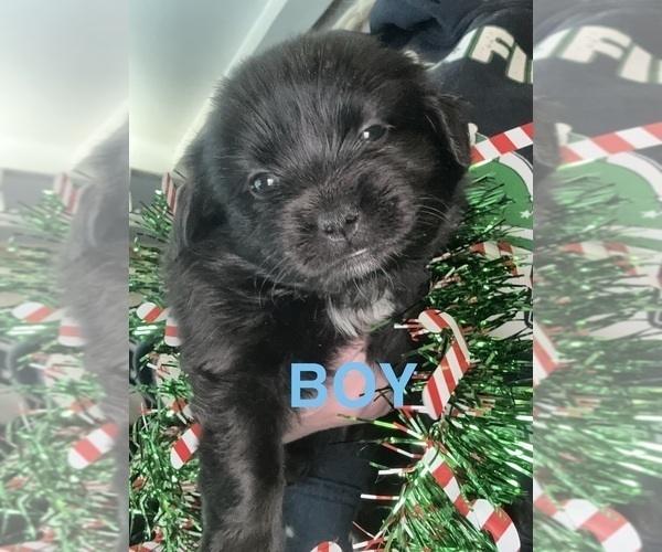 Medium Photo #6 Pomeranian Puppy For Sale in PLAINFIELD, IL, USA