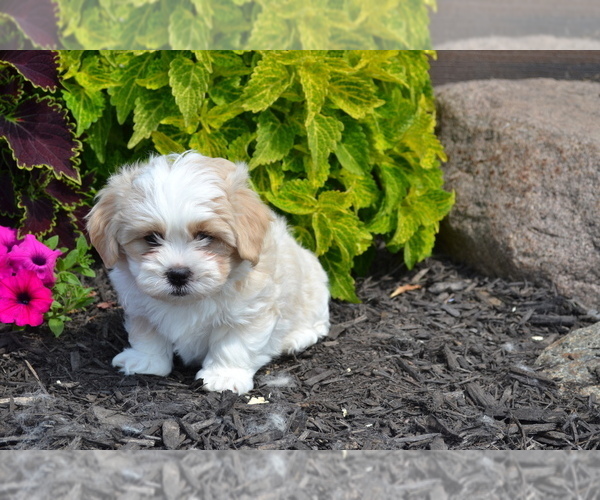 Medium Photo #4 Mal-Shi Puppy For Sale in GREENWOOD, WI, USA