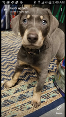 Doberman Pinscher Puppy for sale in RENTON, WA, USA