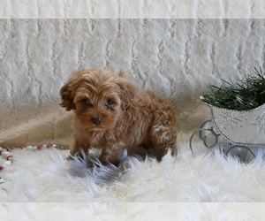 Cockapoo Puppy for sale in FRESNO, OH, USA