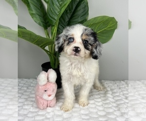 Cavapoo Puppy for sale in FRANKLIN, IN, USA