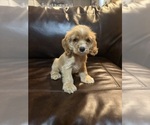 Small Cocker Spaniel