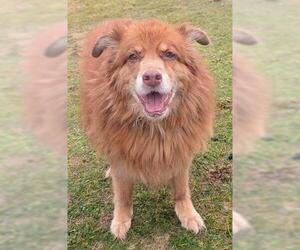 Chow Chow Dogs for adoption in Akron, OH, USA