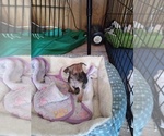 Image preview for Ad Listing. Nickname: Litter of 2