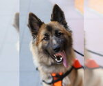 Small Photo #3 German Shepherd Dog-Unknown Mix Puppy For Sale in Woodland, CA, USA