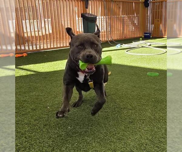 Medium Photo #2 Mutt Puppy For Sale in Las Vegas, NV, USA