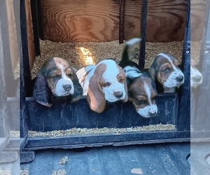 Basset Hound Puppy for sale in ZILLAH, WA, USA