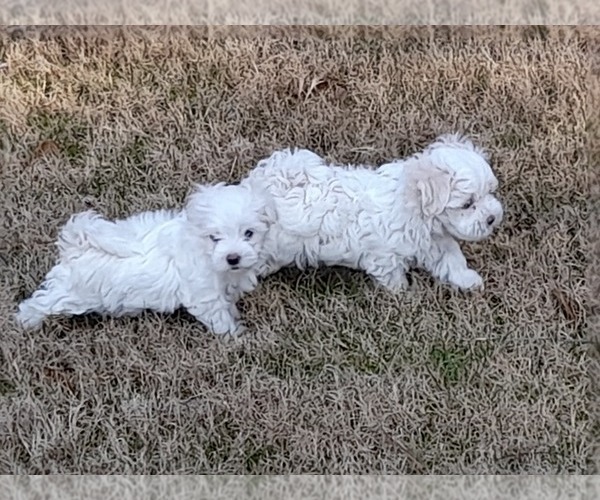 Medium Photo #13 Maltese Puppy For Sale in ROSWELL, GA, USA