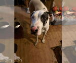 Small Great Dane