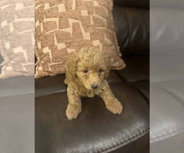 Medium Photo #13 Cock-A-Poo-Maltipoo Mix Puppy For Sale in SIMPSONVILLE, SC, USA