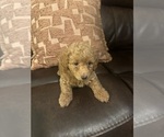 Small #12 Cock-A-Poo-Maltipoo Mix