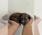 Small #14 Bernedoodle (Miniature)