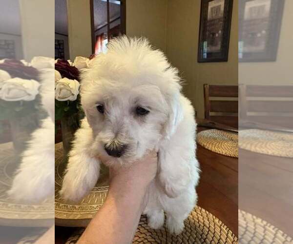 Medium Photo #1 Schnauzer (Miniature)-Schnoodle (Miniature) Mix Puppy For Sale in DUNNELLON, FL, USA
