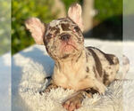 Small Photo #2 French Bulldog Puppy For Sale in HILLSBORO BCH, FL, USA