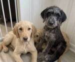 Puppy Castle Catahoula Leopard Dog-Goldendoodle Mix