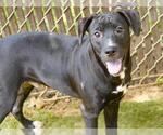 Small Labrador Retriever Mix