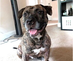 American Pit Bull Terrier-Unknown Mix Dogs for adoption in Millersville, MD, USA
