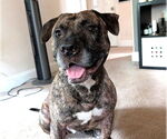 Small American Pit Bull Terrier Mix